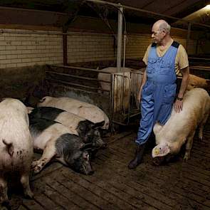 De familie Brummelhuis produceert de Topigs 50-zeug. Sinds kort is de N-zeugenlijn (Nederlands Landras) in de Topigs 50 vervangen voor het Noorse Landvarken. Volgens vader en zoon sluit deze zeug beter op hun hok aan: „In Noorwegen is het varken al veel m