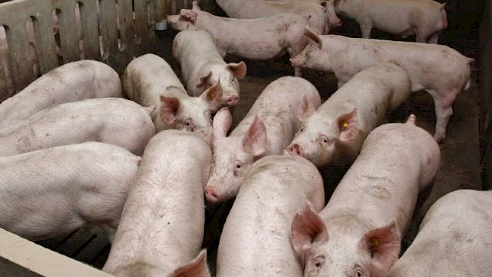 Beertjes en geltjes worden gescheiden af gemest. De Duitse ‘berenslachter’ Tönnies Fleisch in Sogel verwerkt ze en betaalt daarbij beter uit dan VION dat doet. Bij aflevering van varkens is het opsporen van voorlopers in zo’n hok met beren geen overbodige