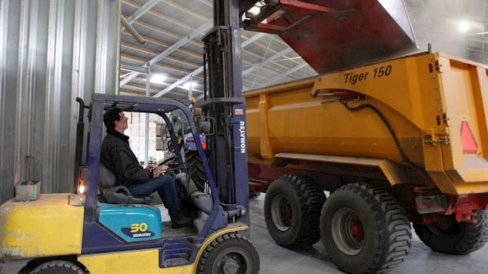 De tarwe wordt in de kieper gestort en getransporteerd: naar de voorraadsilo’s op het nieuwe bedrijf of naar het tweede bedrijf met 9.100 vleesvarkens. De voorraadsilo’s bij de varkensstallen worden via een stortbak en bekerelevators gevuld. Dat is goedko