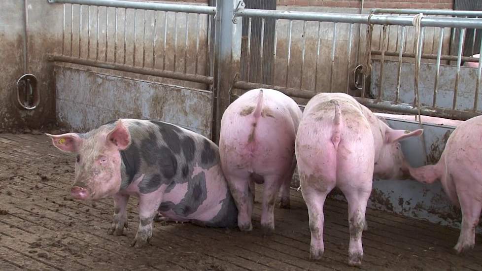 Van gangbare zeugen naar biologische vleesvarkens - www.pigbusiness.nl