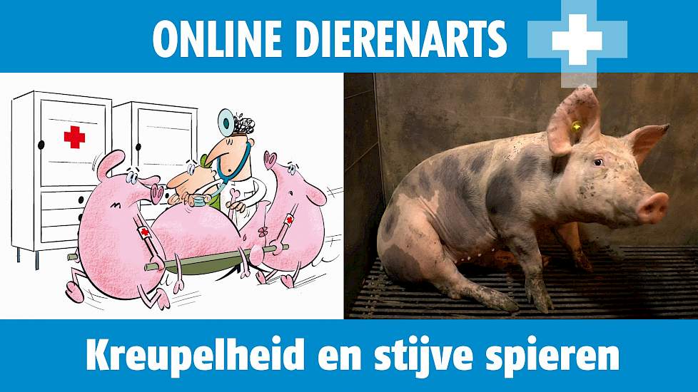 Online Dierenarts: Kreupelheid en stijve spieren bij jonge vleesvarkens - www.pigbusiness.nl