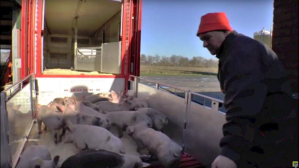 Geconditioneerd biggentransport bij van Dijk - www.pigbusiness.nl