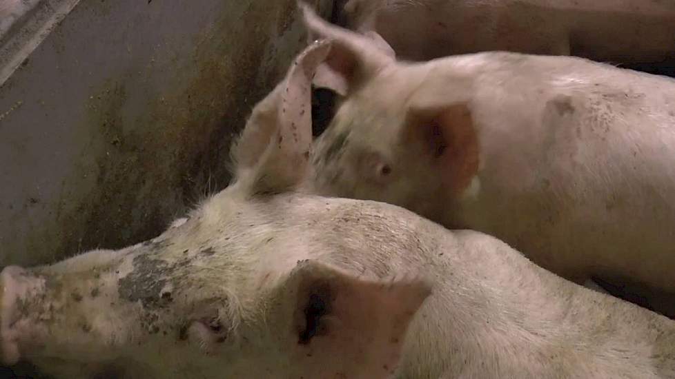 Eigen maalderij en mengerij van familie Van Ommeren in Lunteren - www.pigbusiness.nl