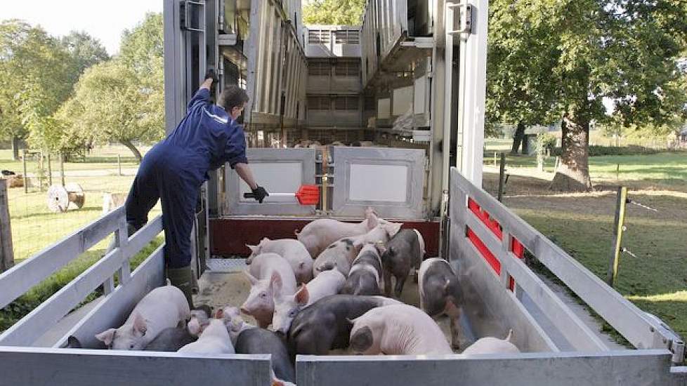 Over de financiële meeropbrengst door directe levering van zijn Piétrain-biggen naar Duitse mesters laat Gerco Toonk alleen het volgende los: „Dat stukje extra opfok van 25 tot 28 kilogram is interessant en wordt goed betaald. Van 28-30 kg wordt normaal b