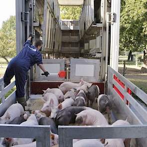 Over de financiële meeropbrengst door directe levering van zijn Piétrain-biggen naar Duitse mesters laat Gerco Toonk alleen het volgende los: „Dat stukje extra opfok van 25 tot 28 kilogram is interessant en wordt goed betaald. Van 28-30 kg wordt normaal b