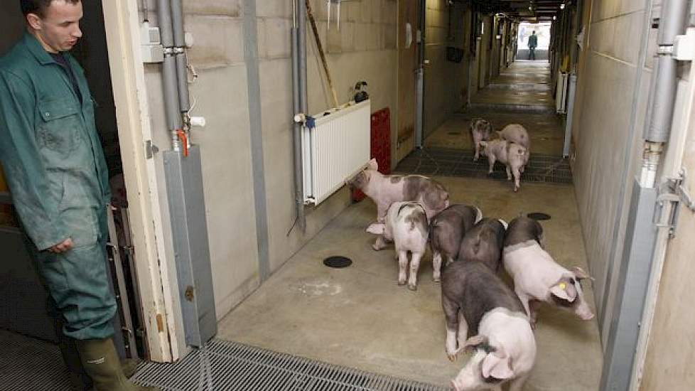 Duitse mester willen luxe biggen, met een gewicht van circa 28 kilogram, liefst van het zelfde gewicht en dezelfde leeftijd. Dat geeft de beste garantie op goede resultaten. Dergelijke koppels moeten zichzelf bewijzen. En als eerste leverantie bevalt, mel