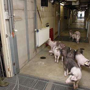 Duitse mester willen luxe biggen, met een gewicht van circa 28 kilogram, liefst van het zelfde gewicht en dezelfde leeftijd. Dat geeft de beste garantie op goede resultaten. Dergelijke koppels moeten zichzelf bewijzen. En als eerste leverantie bevalt, mel