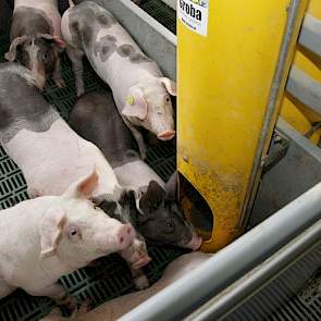 De voeding en het voeren van Piétrain-kruisingsbiggen vraagt ook extra aandacht. Dipjes in de groeicurve in het kraamhok, na het spenen en tijdens de opfok leveren problemen op in mesterijfase. En daar worden Duitse mesters niet blij van. Een Piétrain vre