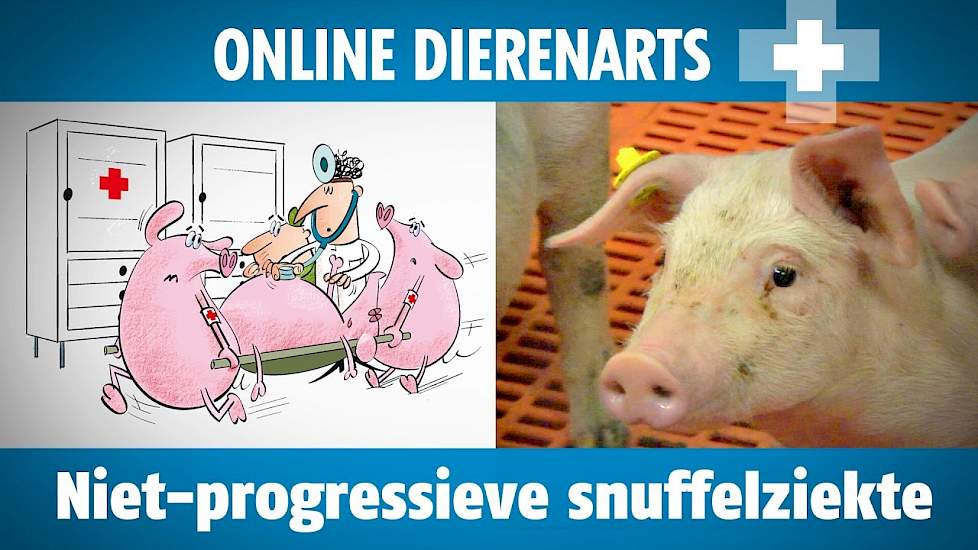 Online dierenarts: niet-progressieve snuffelziekte - www.pigbusiness.nl