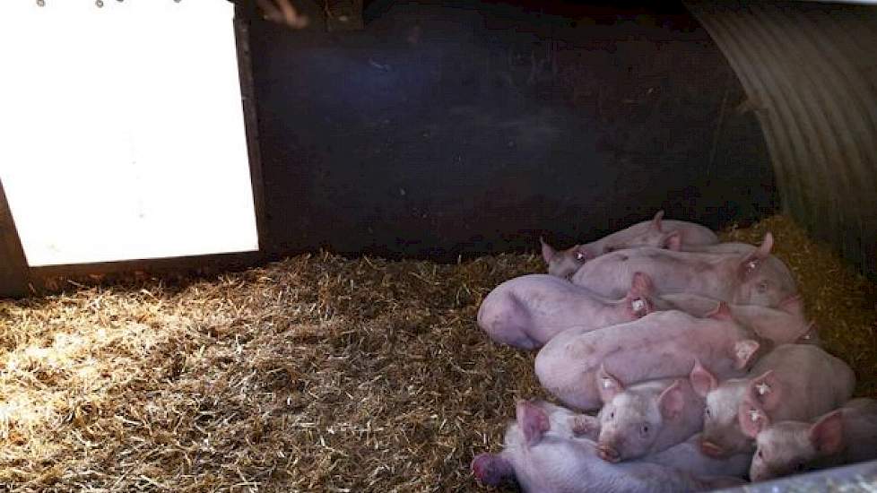 De rondgebogen uitvoering van zo’n geïsoleerde kraamhut bevalt vanwege het geringe volume het best. Hierin gaan de zeugen intuïtief in de lengterichting liggen. En dat is gunstig voor de biggen. De hutten hebben weersafhankelijk een dik bed van gerststro: