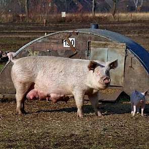 De kraamhutten hebben een oppervlak van 145 bij 290 cm. De weitjes meten 15 bij 23 meter. De biggen kunnen onder de stroomdraad door. De familie Lödden hanteert een drieweeksysteem met acht groepen van 100 zeugen.