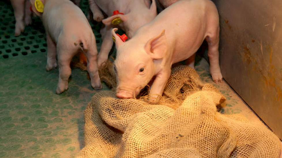 Het jute-vel hing voor het werpen al aan de zeugenbox en geurt naar de zeug. Tijdens het werpen gaat de biggenlamp aan. Het jute-vel ligt drie dagen op de verwarmde plaat van het biggennest. Daarna gaat dit weer met een klem aan de box en dient tevens als