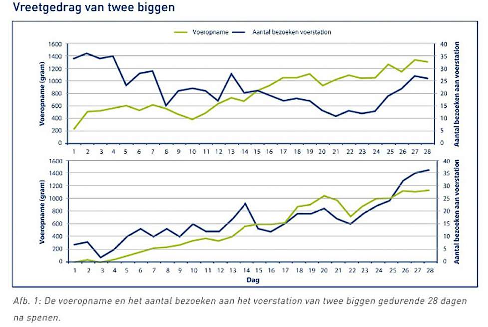 Grafiek vreetgedrag van twee biggen