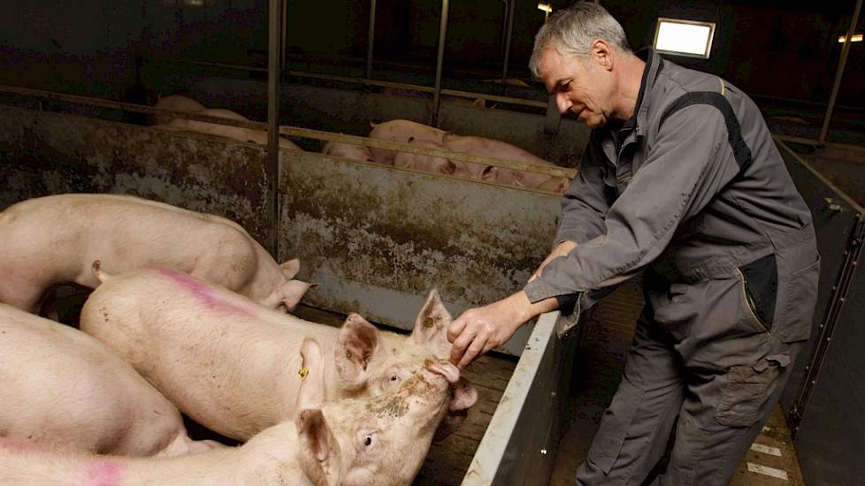 Dirk Dekker bij de vleesvarkens