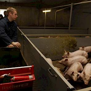 afleidingsmateriaal luzerne vleesvarkens